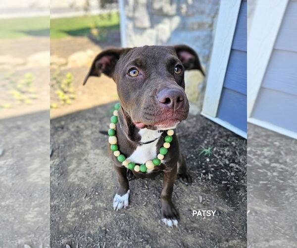 Medium Photo #3 American Staffordshire Terrier-Unknown Mix Puppy For Sale in Maryville, TN, USA