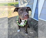 Small #2 American Staffordshire Terrier Mix