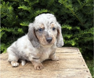 Dachshund Puppy for sale in MIDDLEBURY, IN, USA