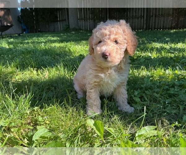 Medium Photo #10 Goldendoodle (Miniature) Puppy For Sale in KEWASKUM, WI, USA