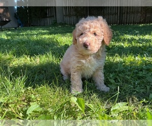 Medium Goldendoodle (Miniature)