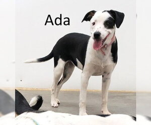 Mountain Cur-Unknown Mix Dogs for adoption in Mountain View, AR, USA