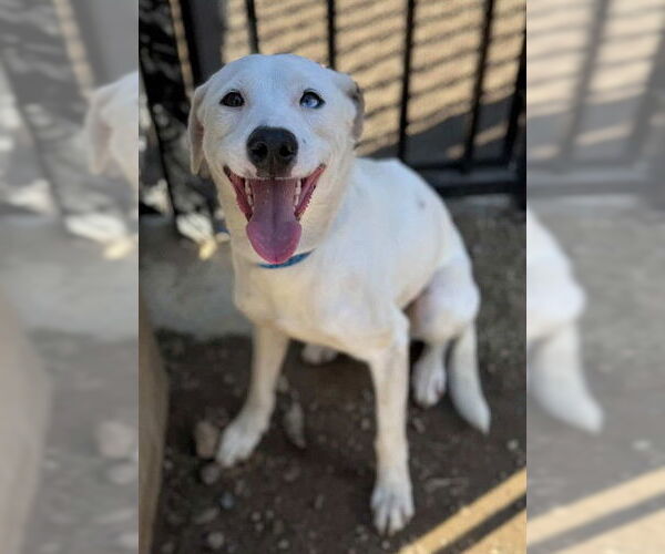 Medium Photo #1 Mutt Puppy For Sale in Riverside, CA, USA