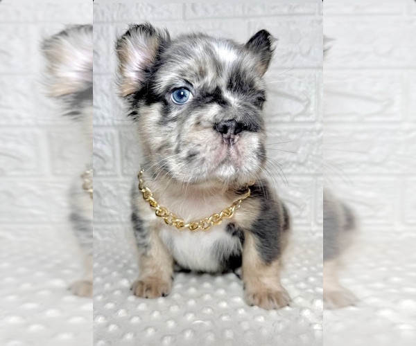 Medium Photo #6 French Bulldog Puppy For Sale in TUCSON, AZ, USA