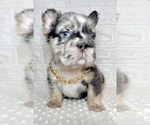 Small #5 French Bulldog