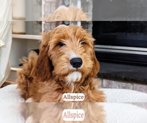 Goldendoodle Puppy for Sale in LIMA, Ohio USA