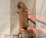 Small Photo #5 Shih Apso Puppy For Sale in SCOTTSDALE, AZ, USA