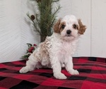 Small Photo #31 Cavapoo (Miniature) Puppy For Sale in GOSHEN, IN, USA