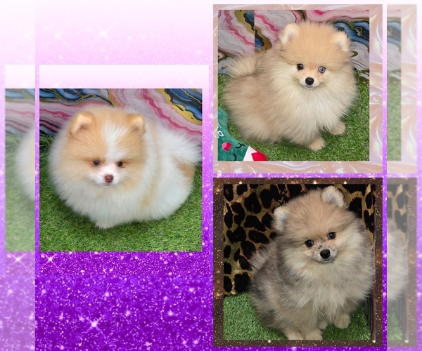 Medium Photo #1 Pomeranian Puppy For Sale in KINGMAN, AZ, USA