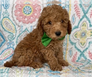 Poodle (Toy) Puppy for sale in LANCASTER, PA, USA