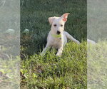 Small #3 Labrador Retriever Mix