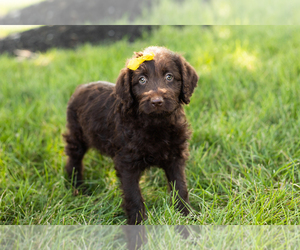 Labradoodle Puppy for sale in SHIPSHEWANA, IN, USA