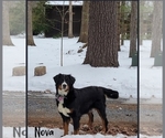 Small Photo #3 Bernese Mountain Dog Puppy For Sale in ELKTON, VA, USA