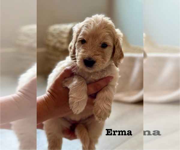 Medium Photo #15 Goldendoodle Puppy For Sale in MARICOPA, AZ, USA