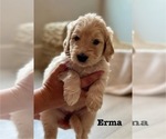 Small #14 Goldendoodle