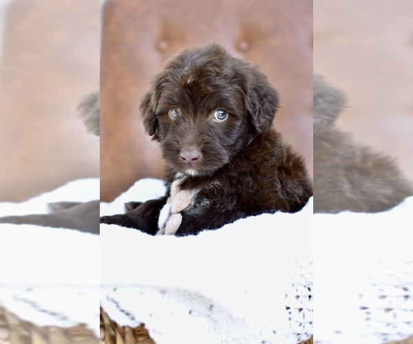 Medium Photo #3 Portuguese Water Dog Puppy For Sale in MILLERSBURG, OH, USA