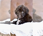 Small #2 Portuguese Water Dog