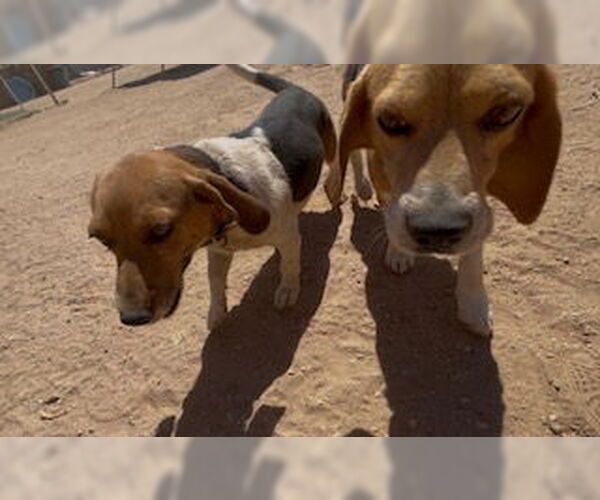 Medium Photo #3 Beagle Puppy For Sale in Apple Valley, CA, USA