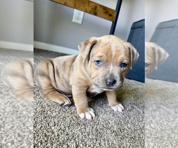 Medium Photo #3 American Bully Puppy For Sale in CEDAR RAPIDS, IA, USA