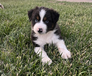 Australian Shepherd Litter for sale in PASO ROBLES, CA, USA
