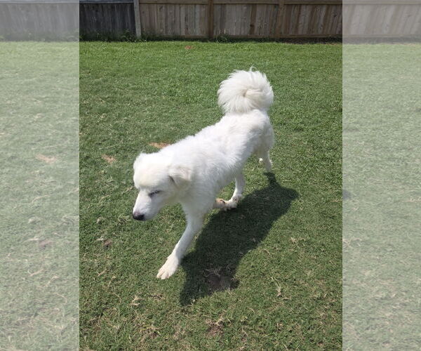 Medium Photo #14 Great Pyrenees-Unknown Mix Puppy For Sale in Houston, TX, USA