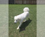 Small #13 Great Pyrenees Mix