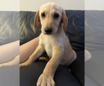 Puppy Benji Belgian Malinois-Goldendoodle Mix