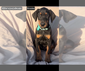 Doberman Pinscher Puppy for sale in POMEROY, OH, USA
