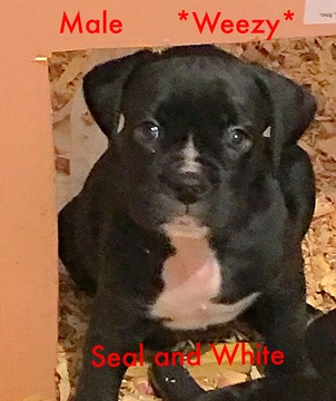 Medium Photo #1 Boxer Puppy For Sale in BESSEMER, AL, USA
