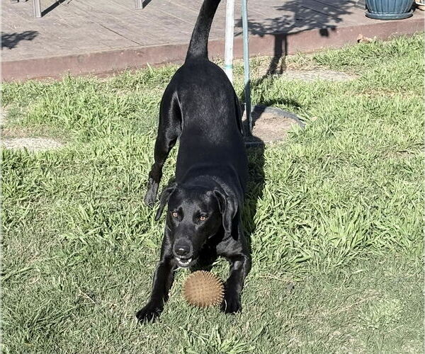 Medium Photo #3 Labrador Retriever Puppy For Sale in Clovis, CA, USA