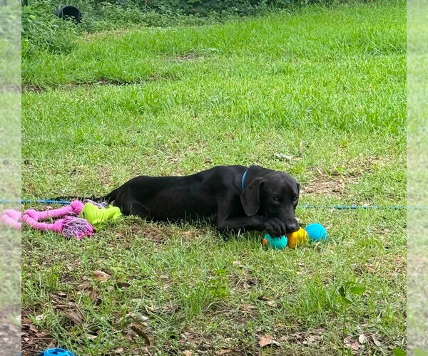 Medium Photo #2 Great Dane Puppy For Sale in Bullard, TX, USA