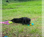 Small #1 Great Dane