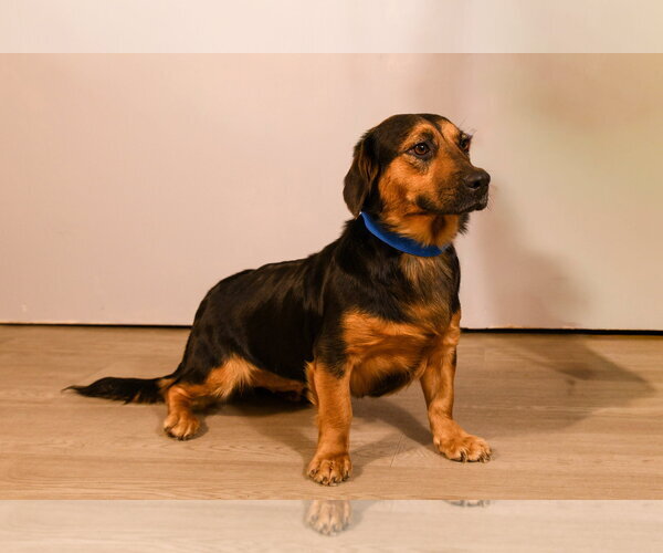 Medium Photo #4 Basset Hound-Unknown Mix Puppy For Sale in Brooklyn Center, MN, USA