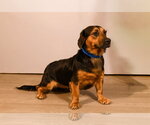 Small #3 Basset Hound Mix