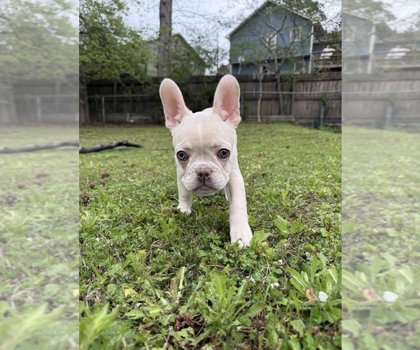 Medium Photo #4 French Bulldog Puppy For Sale in SUGAR HILL, GA, USA