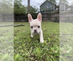 Small #3 French Bulldog