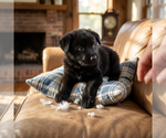 Small #1 German Shepherd Dog