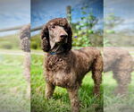 Small #1 Poodle (Standard) Mix
