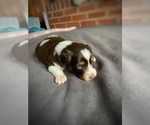 Small Photo #16 Border Collie-Papillon Mix Puppy For Sale in CULPEPER, VA, USA