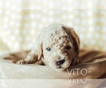 Small Photo #2 Goldendoodle-Poodle (Miniature) Mix Puppy For Sale in MOUNTAIN HOME, ID, USA
