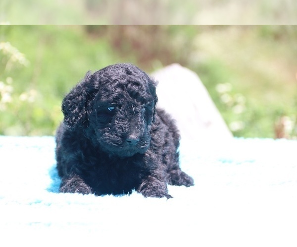 Medium Photo #20 Poodle (Standard) Puppy For Sale in UNION CITY, TN, USA