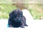 Small Photo #20 Poodle (Standard) Puppy For Sale in UNION CITY, TN, USA