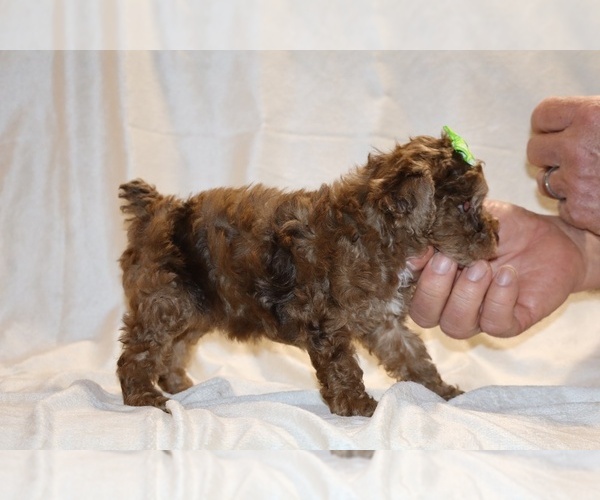 Medium Photo #16 Poodle (Toy) Puppy For Sale in DYERSBURG, TN, USA