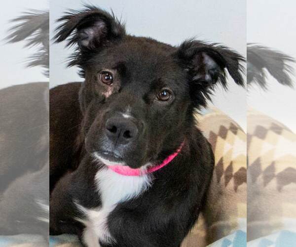 Medium Photo #1 Bulldog-Retriever  Mix Puppy For Sale in Kennesaw, GA, USA