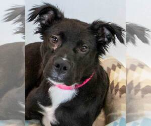 Bulldog-Retriever  Mix Dogs for adoption in Kennesaw, GA, USA