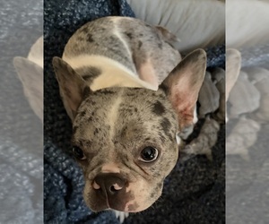 Mother of the French Bulldog puppies born on 10/01/2026