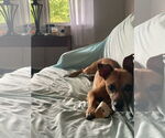 Small #5 Jack Russell Terrier Mix