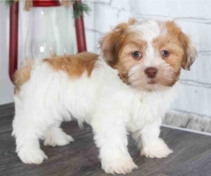 Zuchon Puppy for sale in RED LION, PA, USA
