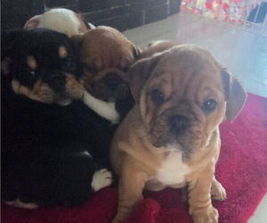 English Bulldog Puppy for sale in ROCKFORD, MI, USA