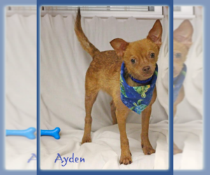 Chihuahua-Unknown Mix Dogs for adoption in Cranston, RI, USA